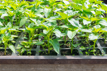 Growing peppers in greenhouses, agricultural business, pepper sprout