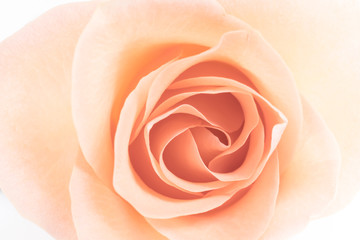 Obraz na płótnie Canvas Rose flowers