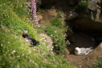 Puffins Garden