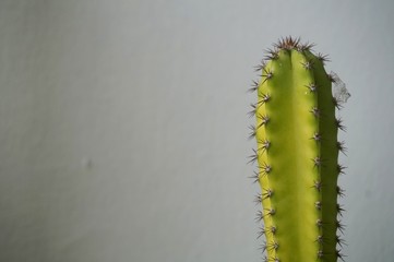 Close up view of real thorny cactus for home gardening concept
