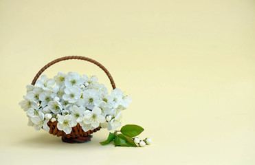 Cherry flowers in a decorative small basket. Spring background.