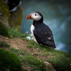 Puffin by nest