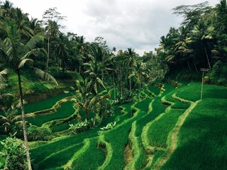 tegalalang ricefield ubud bali