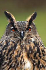 The Eurasian eagle-owl (Bubo bubo) portrait
