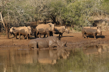 White rhinoceros (Ceratotherium simum)  square-lipped rhinoceros,male and herd of females on the mud