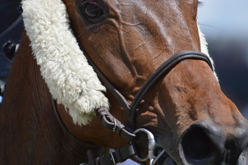 cheval de courses