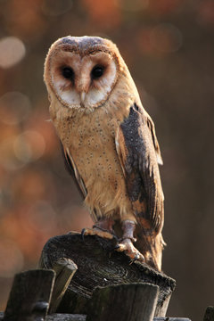 The barn owl (Tyto alba) sitting on a wooden fence with yellow and brown background