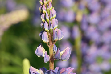 lupinus flowering