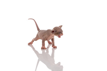 Canadian sphynx kitten