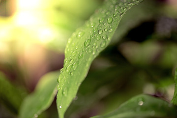 Greenery is colour of the year 2017, After the rain drop on the leaf. freshness abstract greenery background, Trendy color concept is selective focus to  blur background and effect filter.