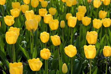 Fresh yellow tulips in spring