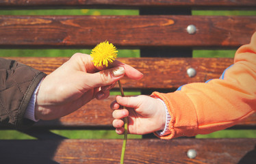 Close up of womans hand giving little  yellow  flower to child