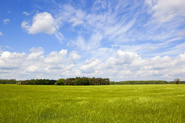 woodland and barley