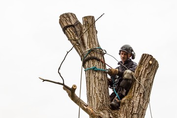 Lumberjack with saw and harness pruning a tree. Arborist work on old walnut tree.