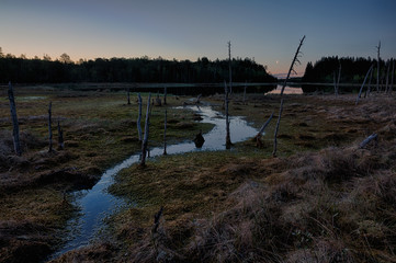 Early morning at the bog lake