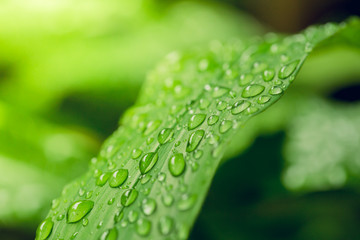 Greenery is colour of the year 2017, After the rain drop on the leaf. freshness abstract greenery background, Trendy color concept is selective focus to  blur background and effect filter.