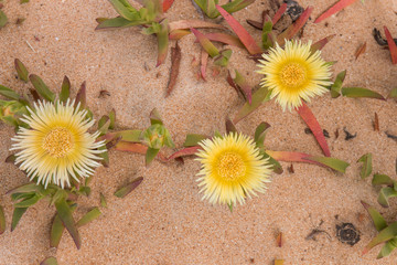 yellow ice plant