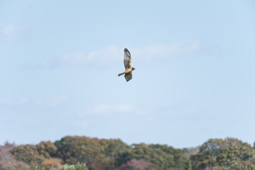 Female Northern Harrier wings spread