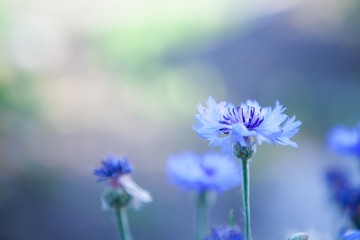 Little blue cornflowers on nature background