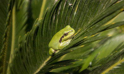 European tree frog