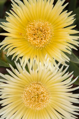 yellow ice plant