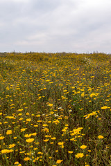 Obraz premium Spring Algarve landscape flora