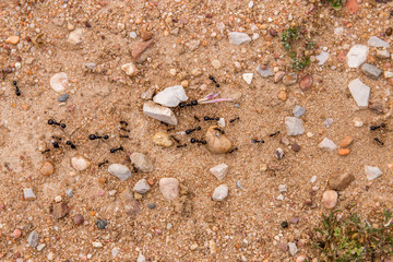 Black ants on the ground