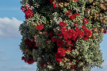 Beautiful Callistemon tree