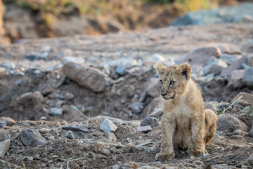 Lion cub sitting in a rocky riverbed.