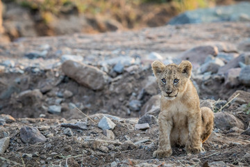 Lion cub sitting in a rocky riverbed.