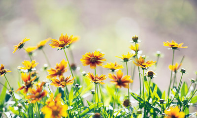 Yellow flowers in summer garden backlit by sunlight.