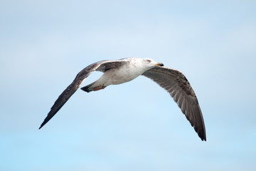 Close up of seagull flight
