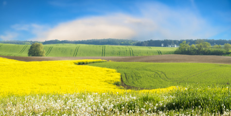 yellow, blooming canola field-panorama