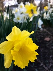Yellow Daffodil