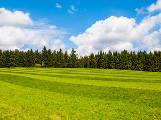 Lush green and freshly mowed meadow on sunny summer day. Rural landspace with green coniferous forest, blue sky and white clouds on the background.