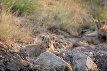 Lion cub laying in a rocky riverbed.