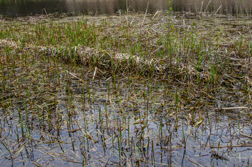 Young reed in Dnieper marshes