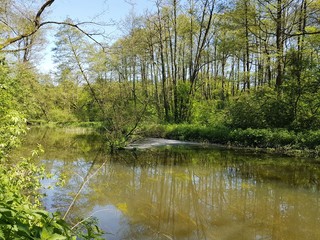 Woda w lesie © michalsen