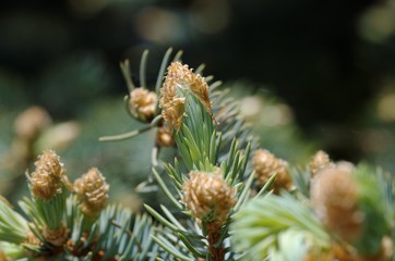 Naklejka na ściany i meble A spruce foliage close-up.