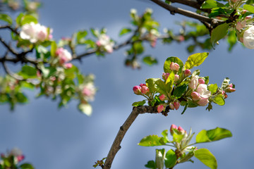 Apple blossom flowers