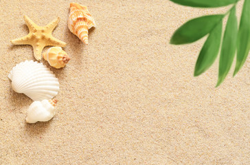 Fototapeta na wymiar Sea shells and palm on the sand background. Summer beach.