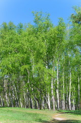 High birches, bright green leaves and blue sky