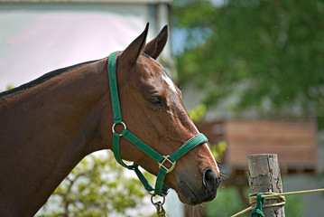 Portrait of a Polo horse