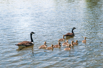 Gosling, baby geese with Parents. Canada Goose, Branta canadensis