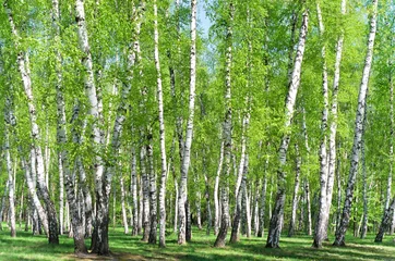 Gardinen Birch grove in the forest © balakleypb