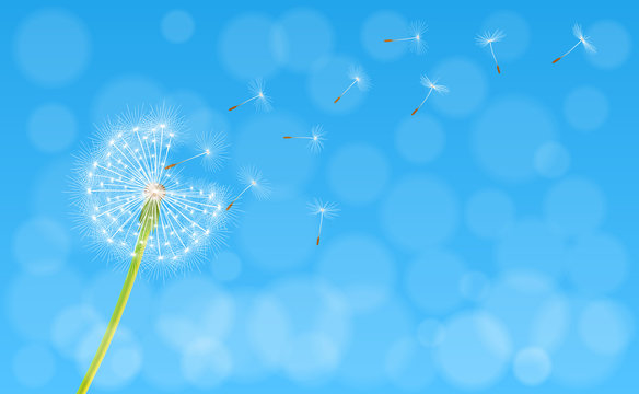 Abstract spring background with dandelion flower and seeds, vector illustration.