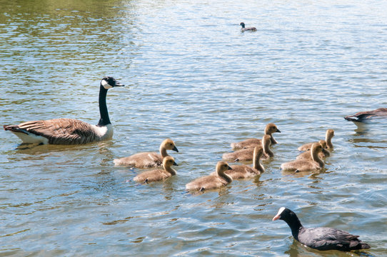 Gosling, baby geese with Parents. Canada Goose, Branta canadensis