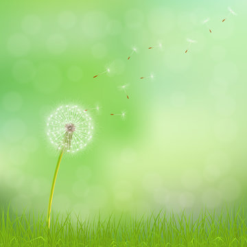 Abstract spring  background with dandelion flower and grass, vector illustration.