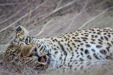 Close up of a female Leopard laying in the grass.