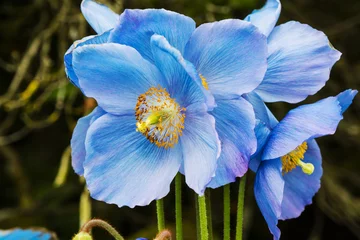 Garden poster Poppy Large flowers of Meconopsis Himalayan blue poppy close-up.